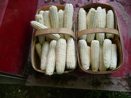 Baskets of freshly shucked corn.