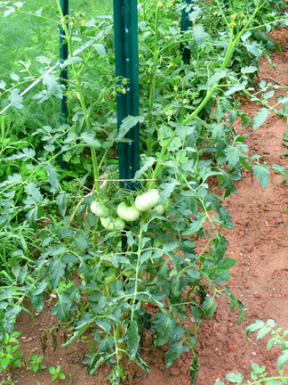 Cherokee Purple tomato plants
