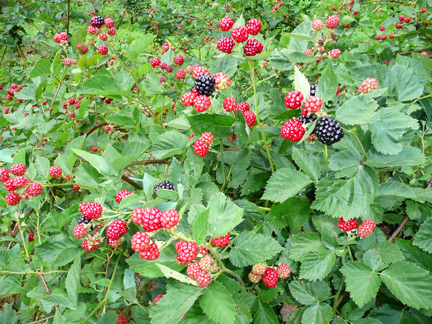 Thornless blackberries