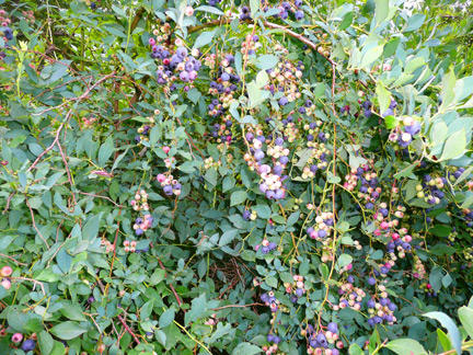 Some blueberry plants, such as this one, are laden with berries.