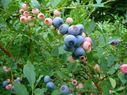 Blueberries almost as big as a dime prove almost irresistible to eat right off the bush.
