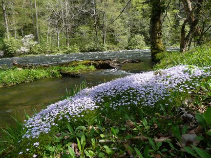 Bluets in North Carolina