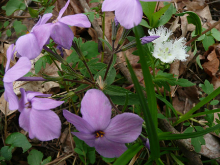 Early phlox and fringed phacelia