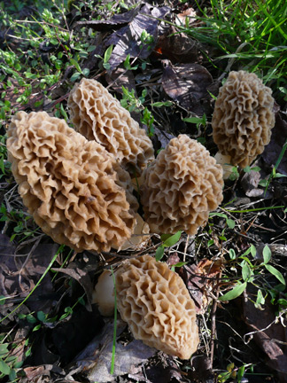 Morel mushrooms