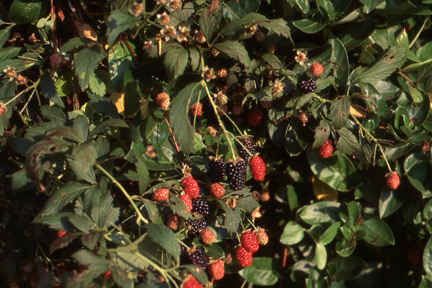 ripening blackberries, the making of a perfect cobbler