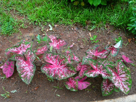 Caladiums