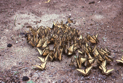 Tiger swallowtail butterflies puddling on a trail in the Smokies.