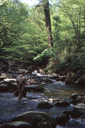 Fisherman in a stream in the Smokies.