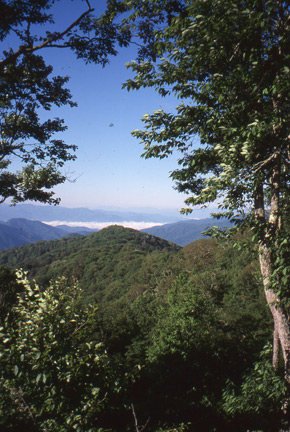 A scenic view in the Smokies.