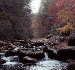 Big Santeetlah Creek (Graham County, N.C.) in its fall glory.