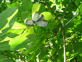 Ripening pawpaws in early autumn.