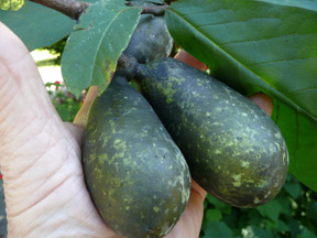 Pawpaws nearing readiness to pick.