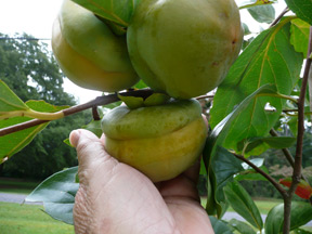 A trio of ripe Asian persimmons, each about the size of a flattened baseball.