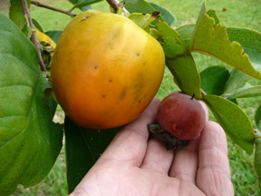A ripe wild persimmon held next to a ripening Asian persimmon to compare size.