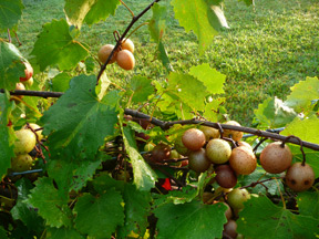 Scuppernongs waiting to be picked.