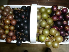 Four of the some 25 varieties of scuppernongs and muscadines I raise.
