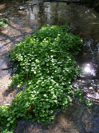 Water Cress