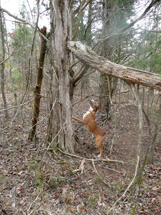 Theres no finer way to put squirrel on the table than by hunting with a good squirrel dog.