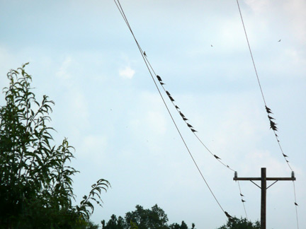 Doves in droves on power lines is a tell-tale sign of a good place for a shoot come opening day.