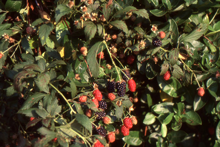 Blackberries ripening on the vine