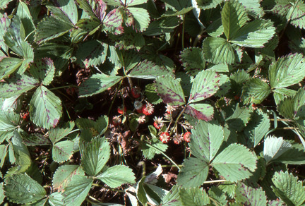 Strawberries