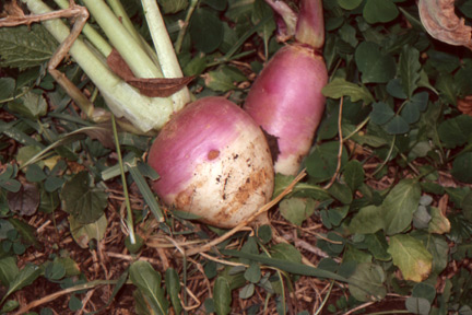Turnips can form the basis of pot likker as a substitute for cabbage, and they make a mighty fine dish.