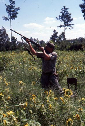 Dove Hunting