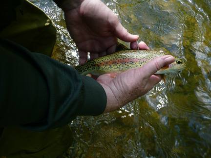 Trout Fishing