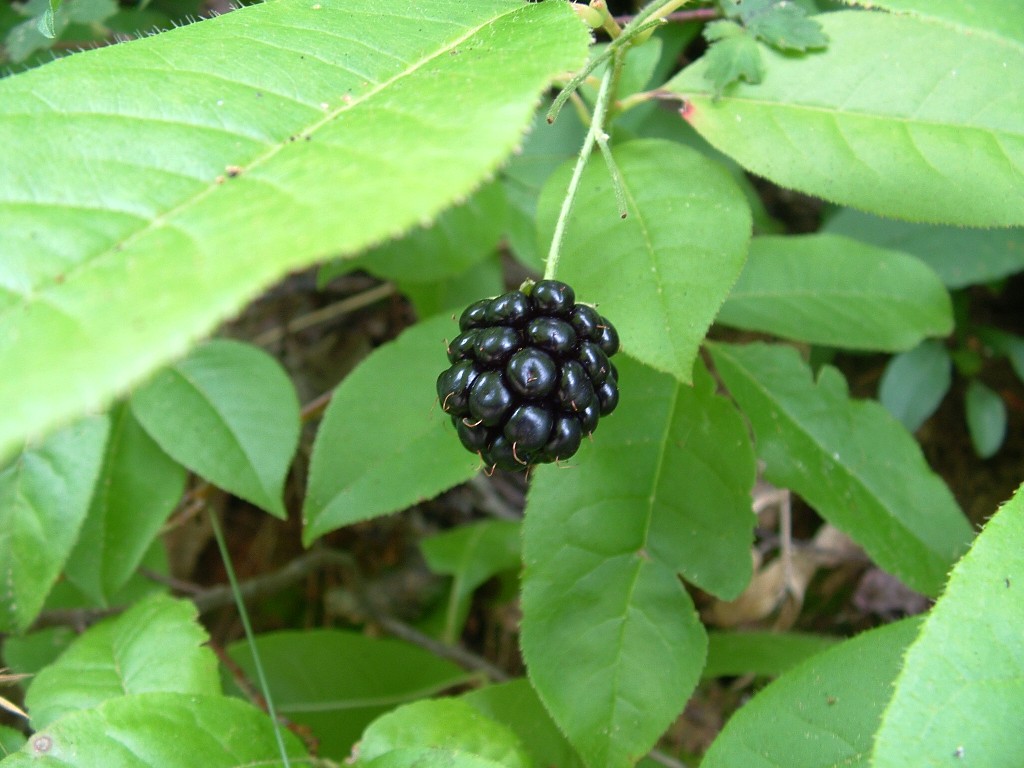 dewberry