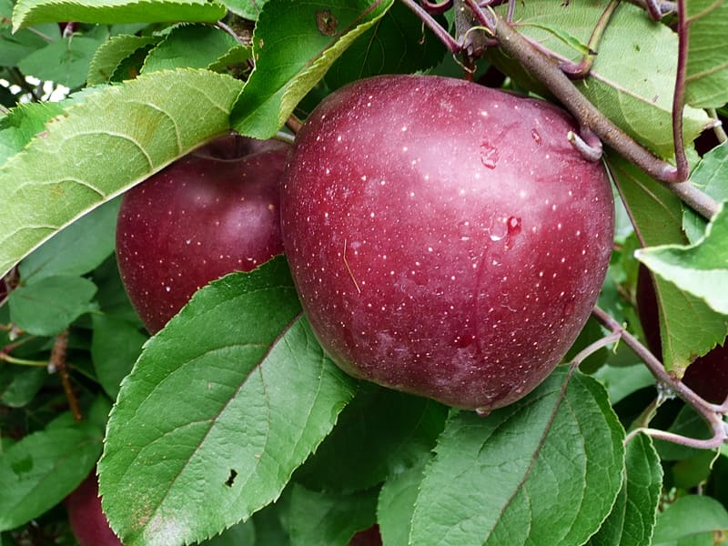 apple on tree