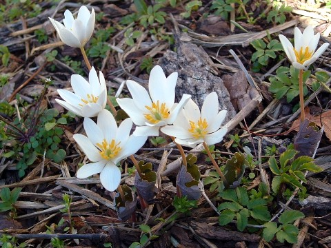 bloodroot