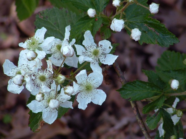 blackberry blooms