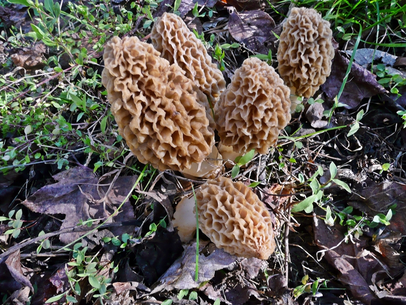 wild morel mushrooms