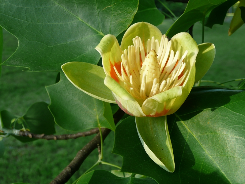 tulip poplar bloom