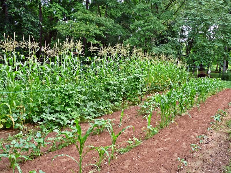 corn growing
