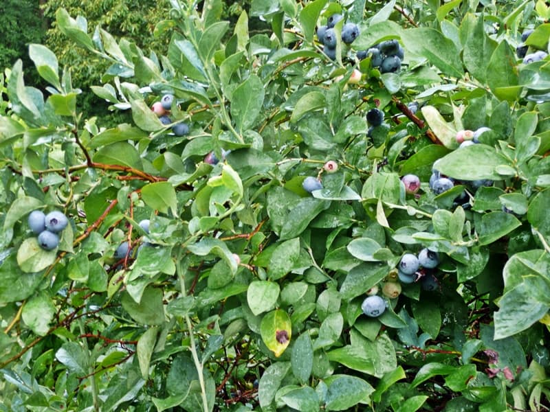 Blueberries