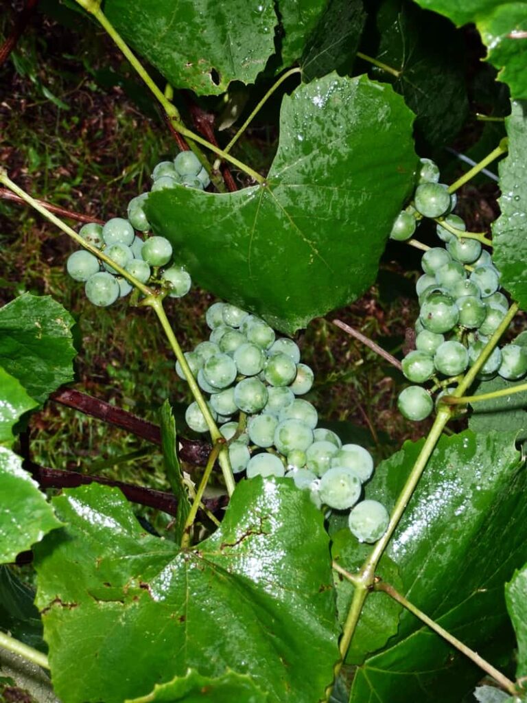 Grapes