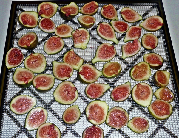 drying figs