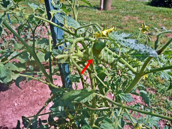 hornworm