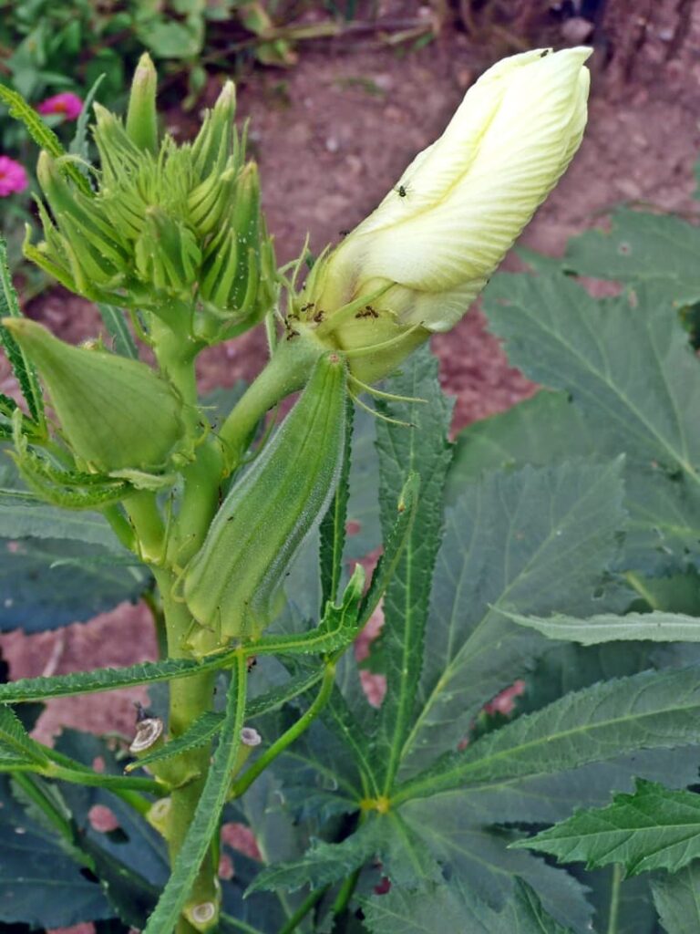 okra