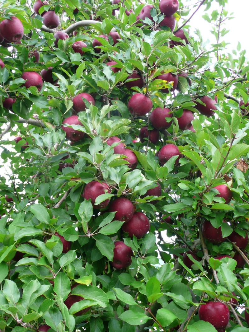 Apple Tree