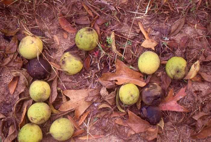 black walnuts on ground