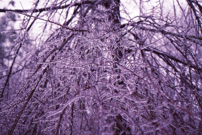 tree covered in ice