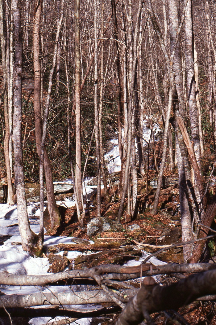 snowy creek