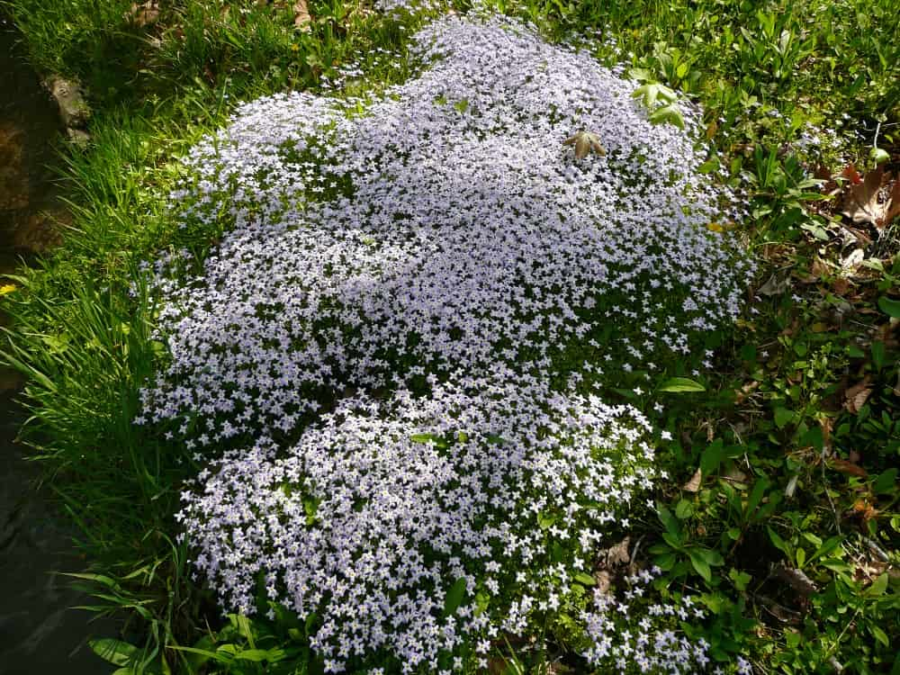 bluets blooming 