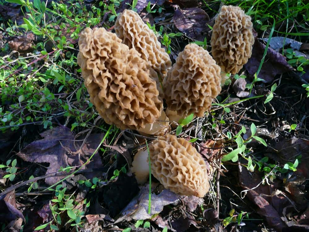 morel mushrooms growing