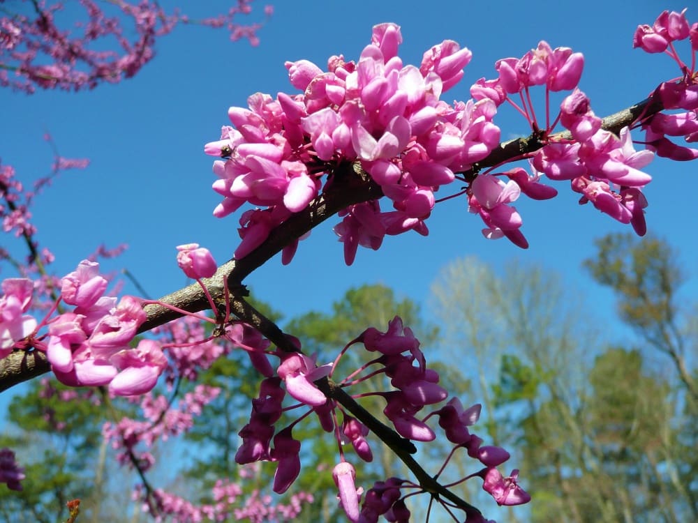 Red bud in bloom