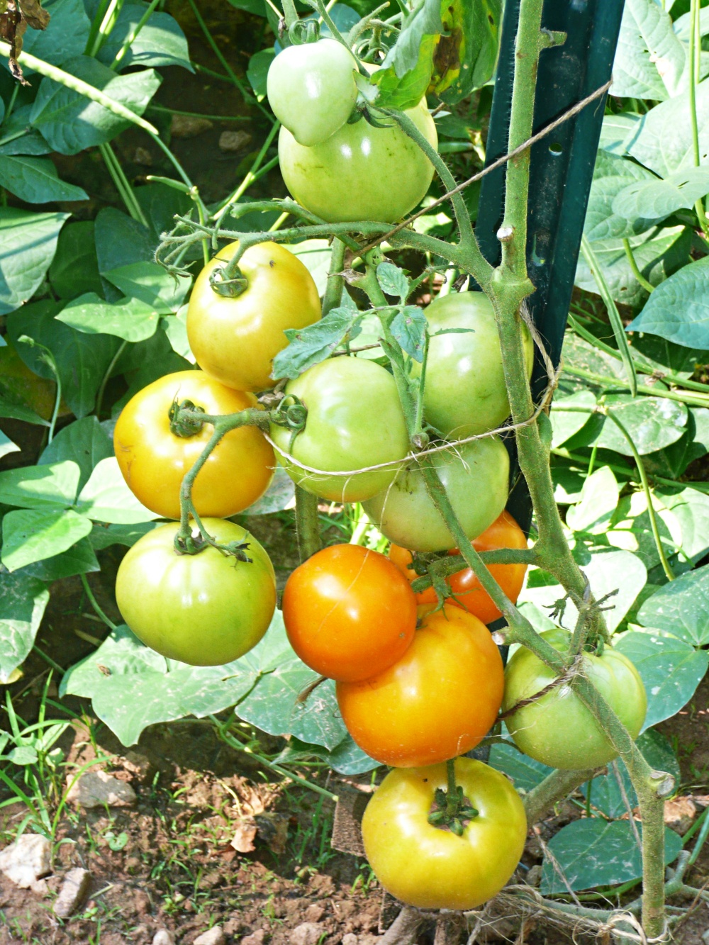 tomatoes on vine