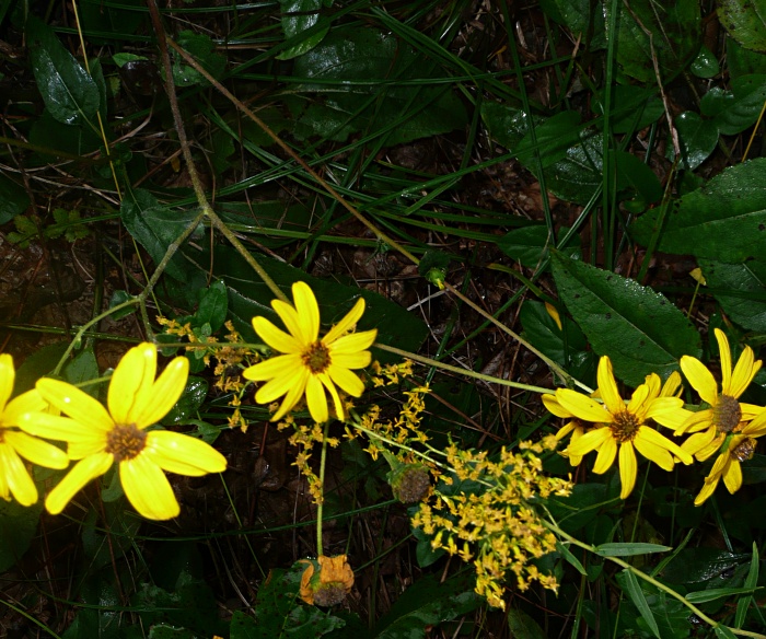 yellow wildflowers