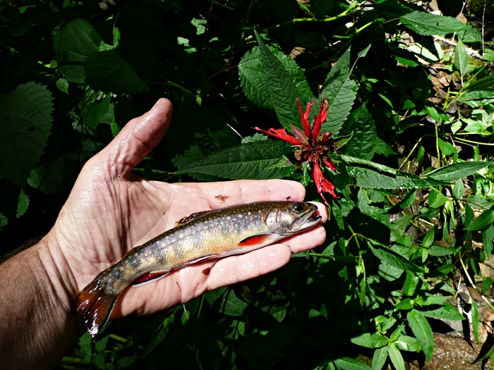 trout in hand